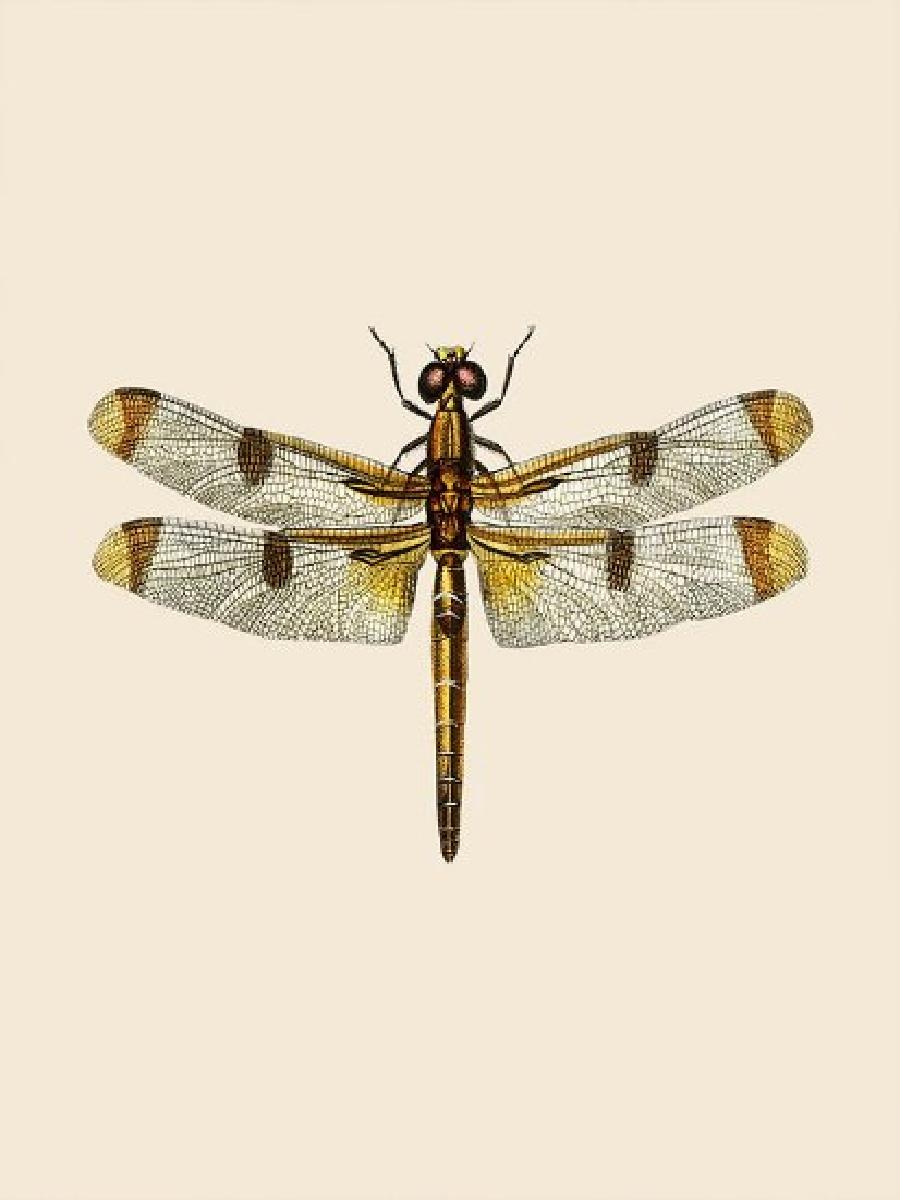 Vintage Dragonfly Natural Hist - Photography History ulasan dan harga